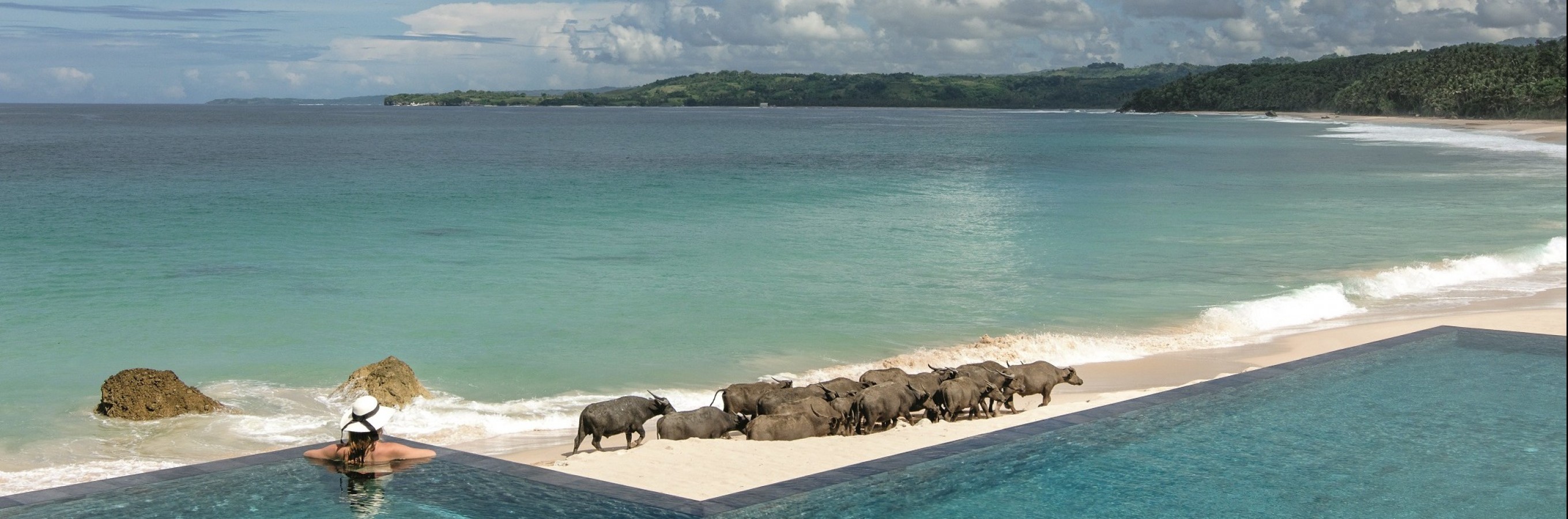 Water buffaloes at Nio Beach Club